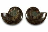 Cut & Polished, Agatized Ammonite Fossil - Madagascar #323351-1